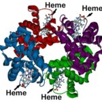 Detailed molecular structure of heme, the iron-containing component of hemoglobin responsible for blood's red color and oxygen transport.