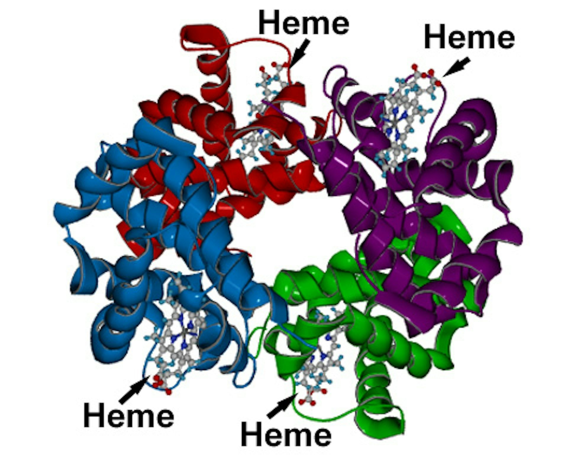 Detailed molecular structure of heme, the iron-containing component of hemoglobin responsible for blood's red color and oxygen transport.