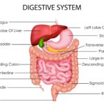 Diagram illustrating the human digestive system, highlighting the colon and rectum, to explain the physiological process of bowel movements.