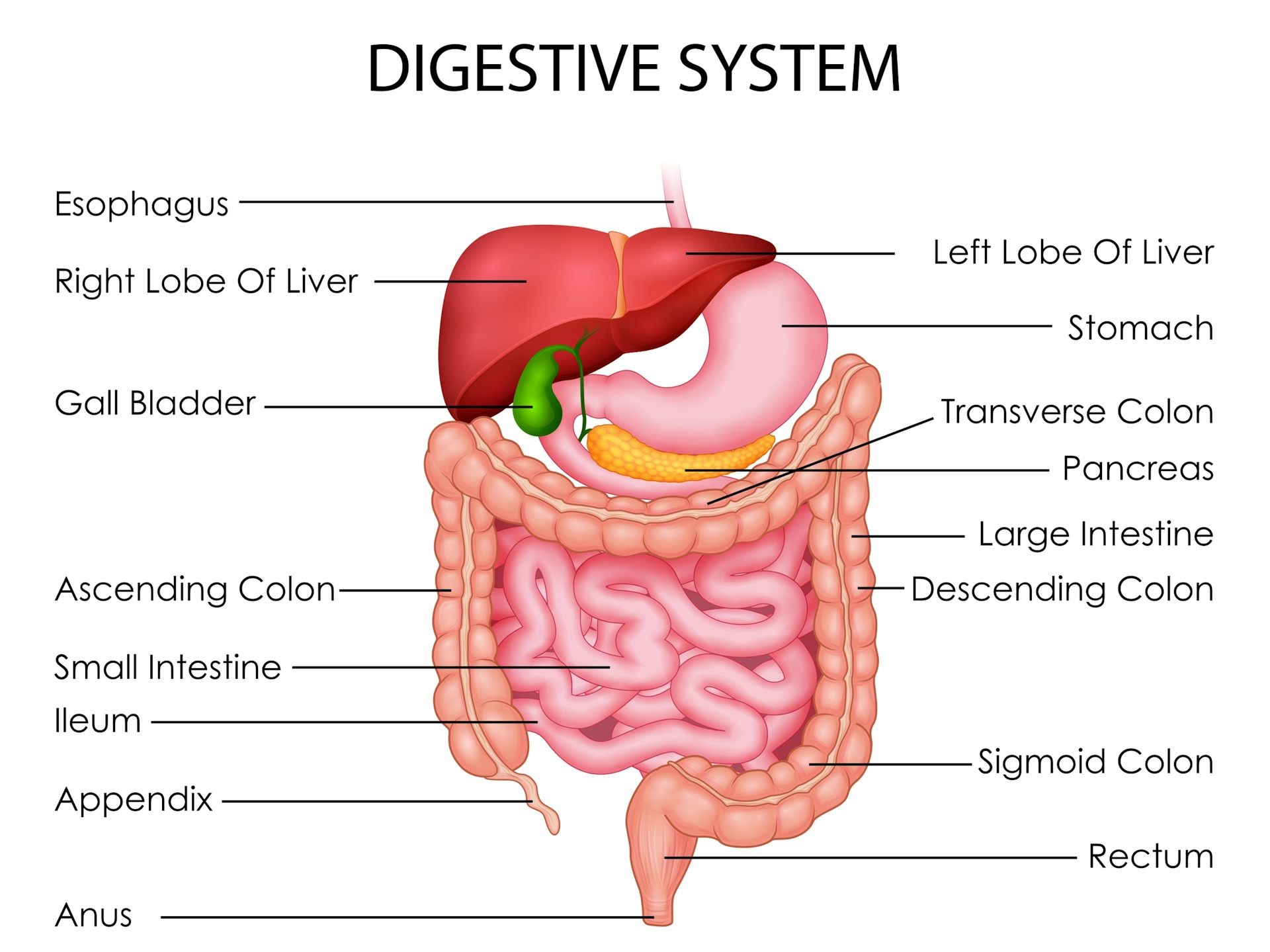 Diagram illustrating the human digestive system, highlighting the colon and rectum, to explain the physiological process of bowel movements.