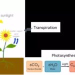 Diagram illustrating the processes of photosynthesis and transpiration in a plant, showing water intake through roots, carbon dioxide intake through stomata, and water vapor release through stomata.