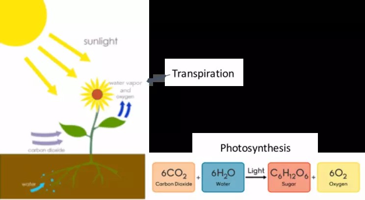 Diagram illustrating the processes of photosynthesis and transpiration in a plant, showing water intake through roots, carbon dioxide intake through stomata, and water vapor release through stomata.