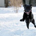 Dog enjoying snow