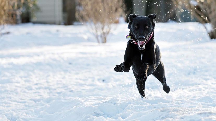 Dog enjoying snow