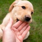 dog nibbling on owners hand