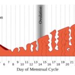 Endometrial lining changes during menstrual cycle