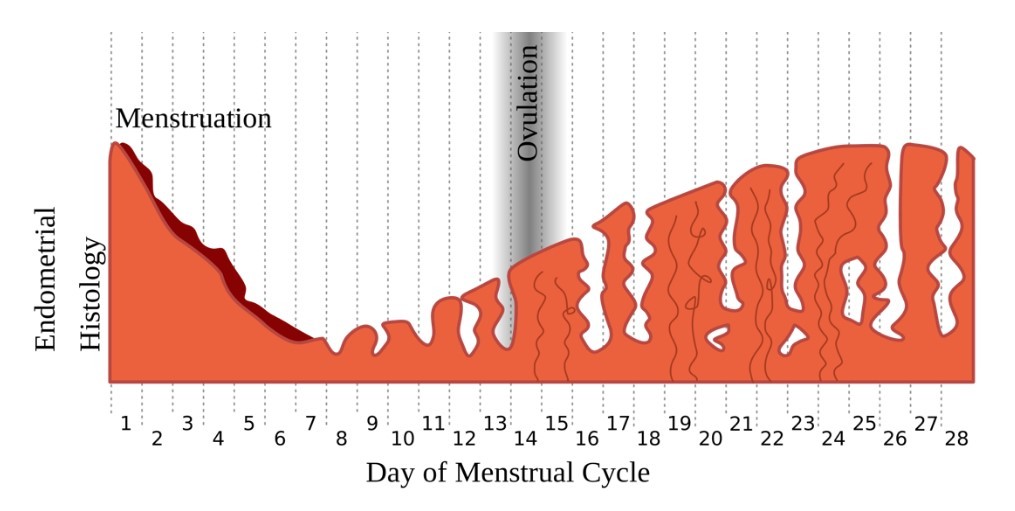 Endometrial lining changes during menstrual cycle