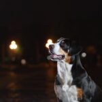 Entlebucher Mountain Dog attentively listening in an urban setting at night