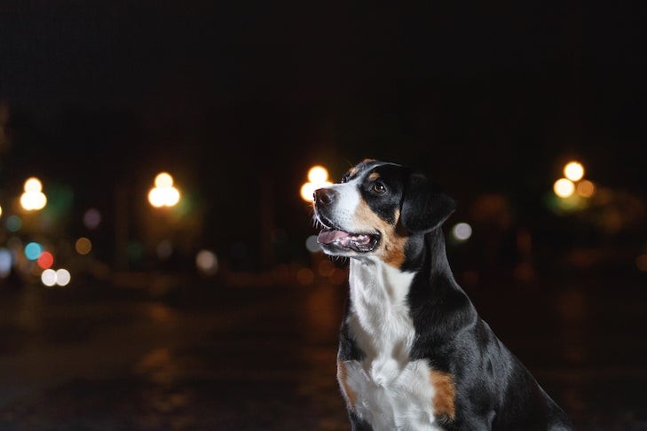 Entlebucher Mountain Dog attentively listening in an urban setting at night