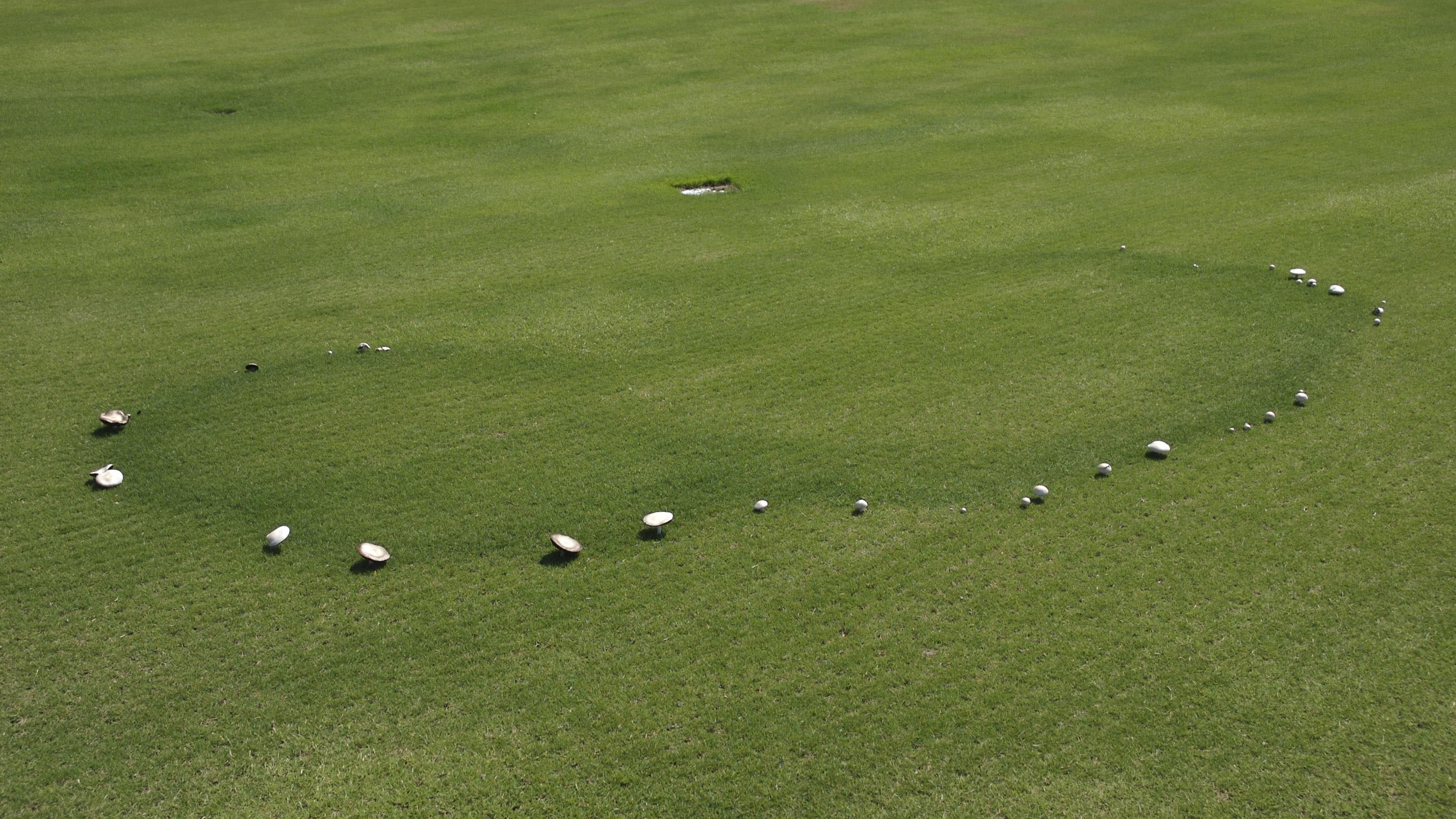 fairy-ring-bermudagrass-signs-mushrooms_NCSU