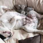 French Bulldog blissfully sleeping on its back in a cozy dog bed.