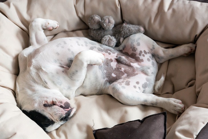 French Bulldog blissfully sleeping on its back in a cozy dog bed.