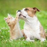 Friendly dog and kitten interacting outdoors, representing pets in a home where dogs might access cat litter.