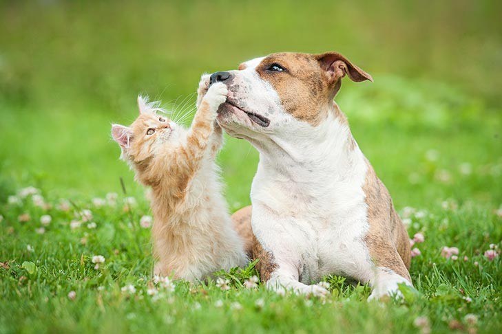 Friendly dog and kitten interacting outdoors, representing pets in a home where dogs might access cat litter.