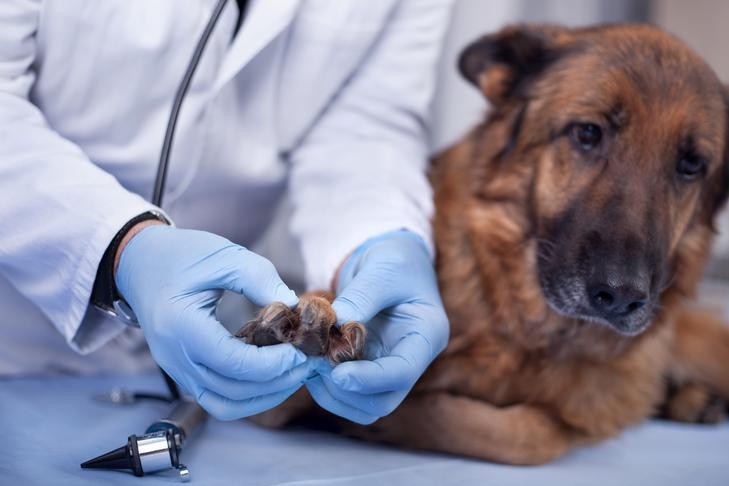 German Shepherd Dog getting its paw checked by the vet.