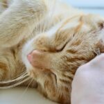 Ginger cat affectionately headbutting owner's hand, showcasing feline bonding behavior