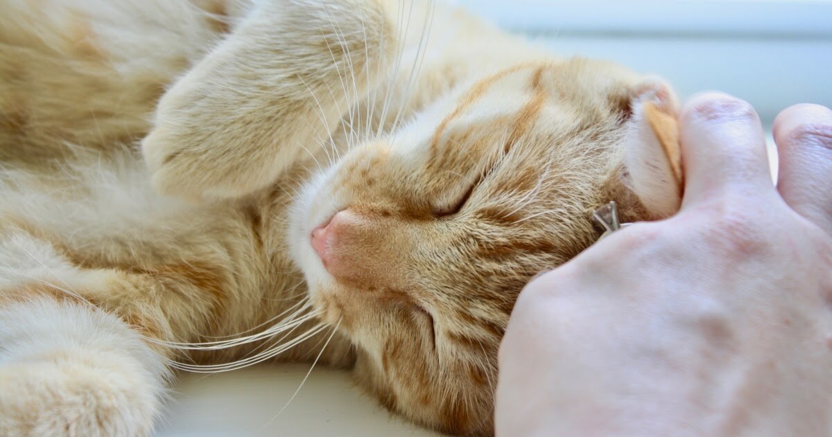 Ginger cat affectionately headbutting owner's hand, showcasing feline bonding behavior