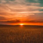 Grass during sunset