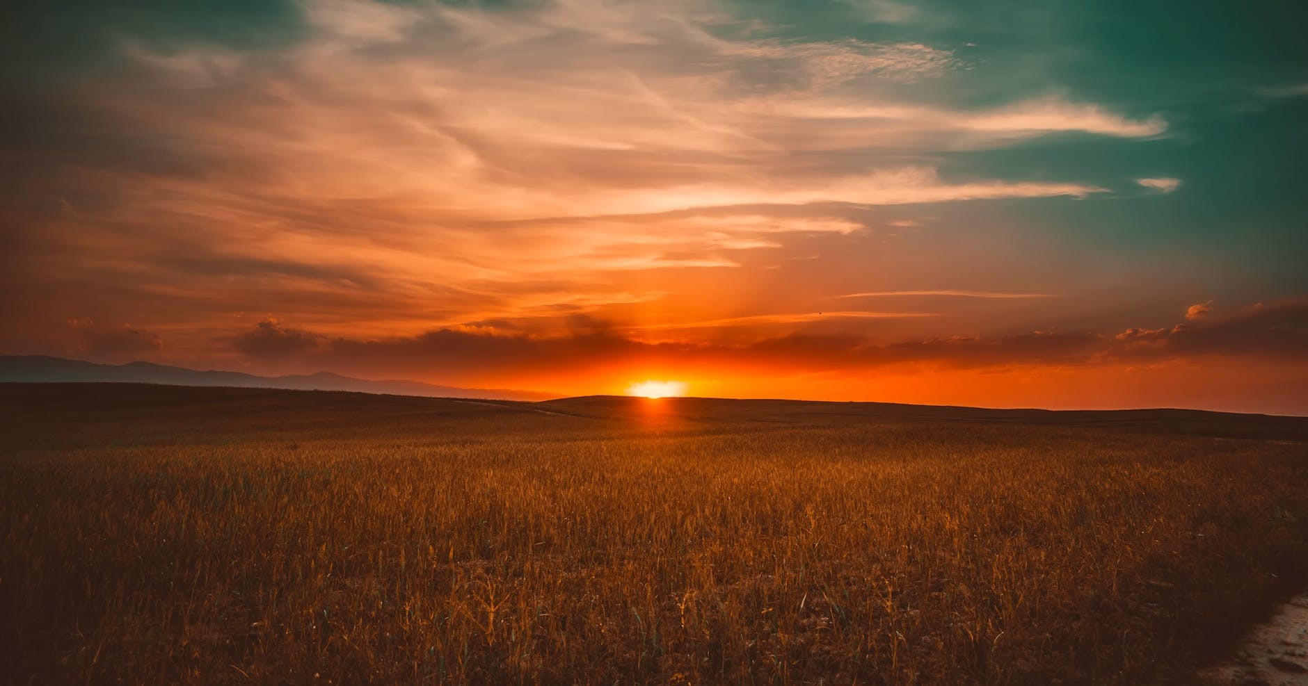 Grass during sunset