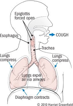 Illustration depicting the anatomy of a cough, showing lungs and the mechanics of air expulsion.