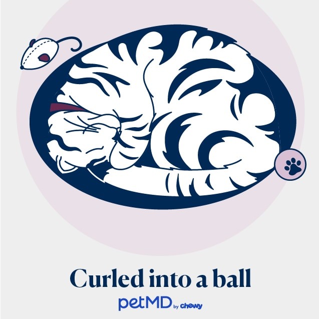 illustration of a cat sleeping while curled-up into a ball