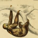 Illustration of a three-fingered sloth by French naturalist Georges Buffon who described them as the “lowest form of existence”