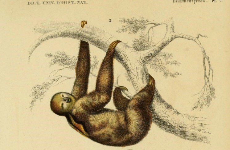 Illustration of a three-fingered sloth by French naturalist Georges Buffon who described them as the “lowest form of existence”