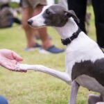 Italian Greyhound shaking hands with a new person.