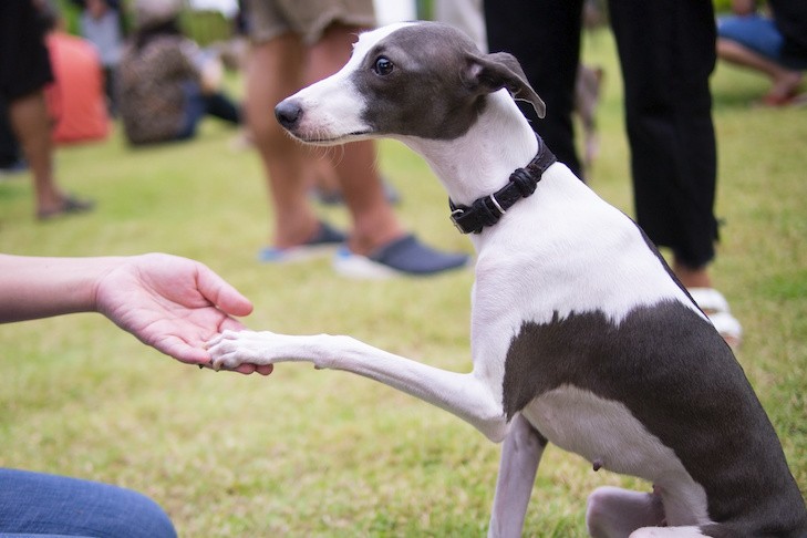 Italian Greyhound shaking hands with a new person.