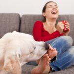 Labrador Retriever affectionately licks a woman's feet as she laughs on the couch.