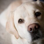 Labrador retriever head portrait indoors.