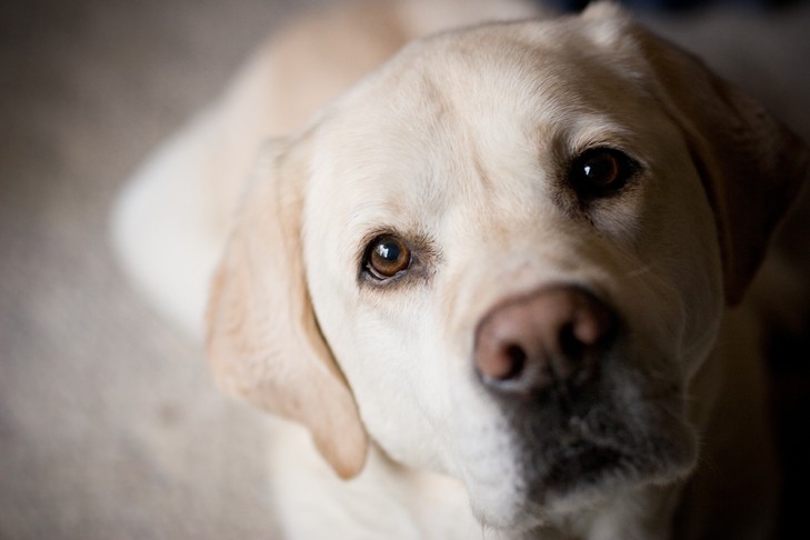 Labrador retriever head portrait indoors.