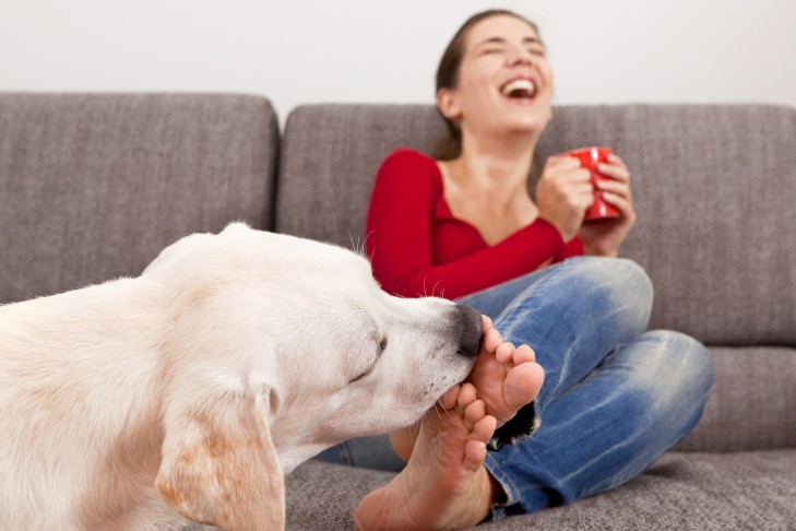 Labrador Retriever licking the feet of a woman sitting on the couch while she laughs.