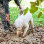 Lagotto Romagnolo digging for truffles