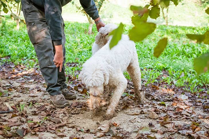 Lagotto Romagnolo digging for truffles