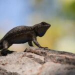 Lizard pushup communication