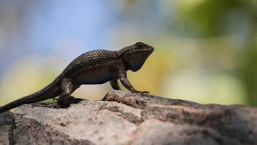 Lizard pushup communication