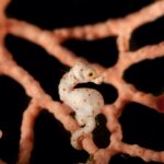 Male seahorses, including the smallest species the pygmy seahorse, get pregnant and give birth