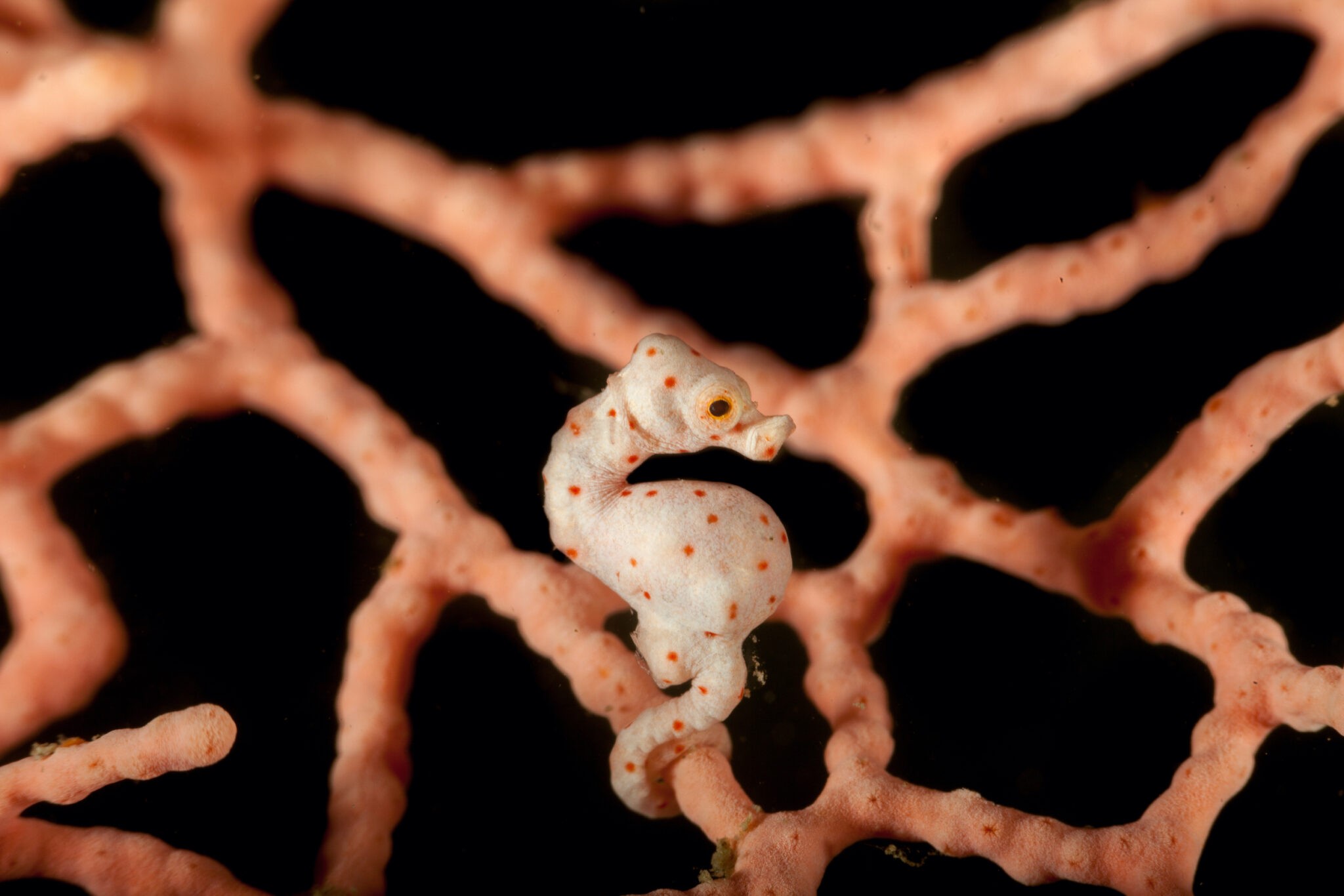 Male seahorses, including the smallest species the pygmy seahorse, get pregnant and give birth