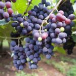 Mystery Solved: Veterinarians discover tartaric acid is the cause of grape toxicity in dogs, showing a dog looking questioningly at grapes.