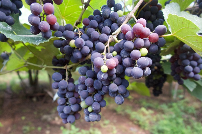 Mystery Solved: Veterinarians discover tartaric acid is the cause of grape toxicity in dogs, showing a dog looking questioningly at grapes.