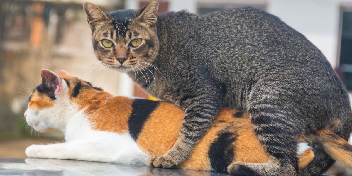 Natural behavior of cats mating, illustrating a moment of reproduction within the feline world.