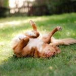 Nova Scotia Duck Tolling Retriever rolling in the grass