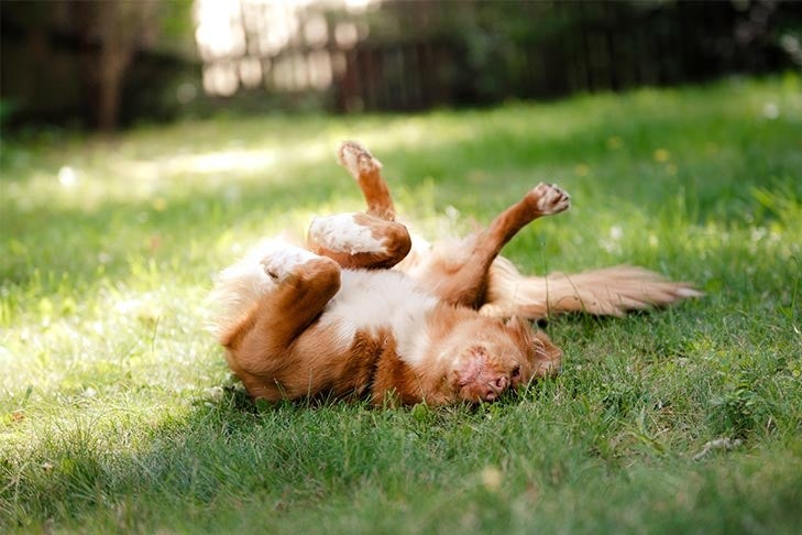 Nova Scotia Duck Tolling Retriever rolling in the grass