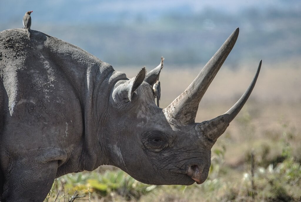 Oxpeckers and black rhino