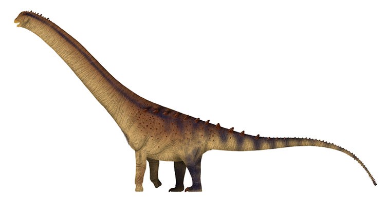 Patagotitan titanosaur dinosaur, approximately 37.5 meters long and estimated 57 tonnes in weight, dwarfing a human figure.