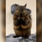 Peanut the squirrel looking directly at the camera with a curious and endearing expression