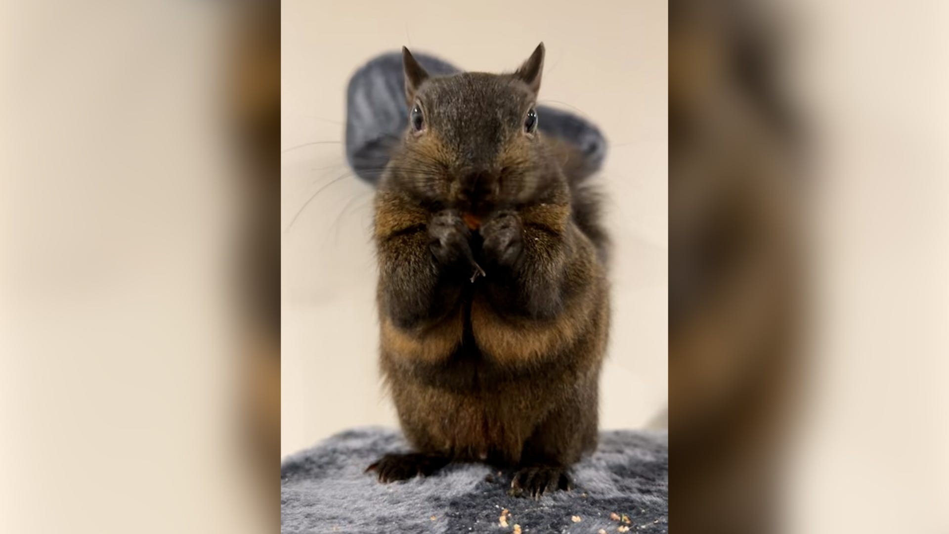 Peanut the squirrel looking directly at the camera with a curious and endearing expression