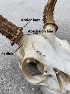 Pedicle Diagram