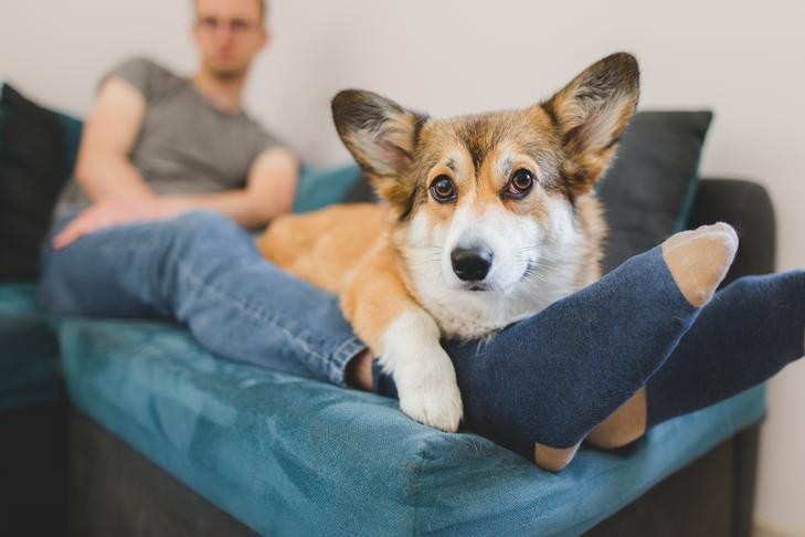 Pembroke Welsh Corgi comfortably laying on owner's feet on couch, showcasing canine affection.